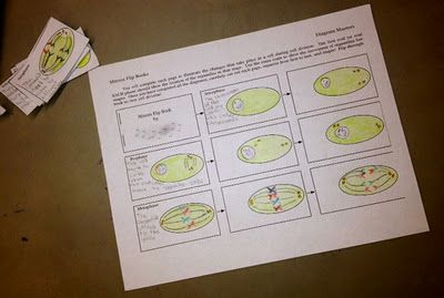 mitosis flip book instructions