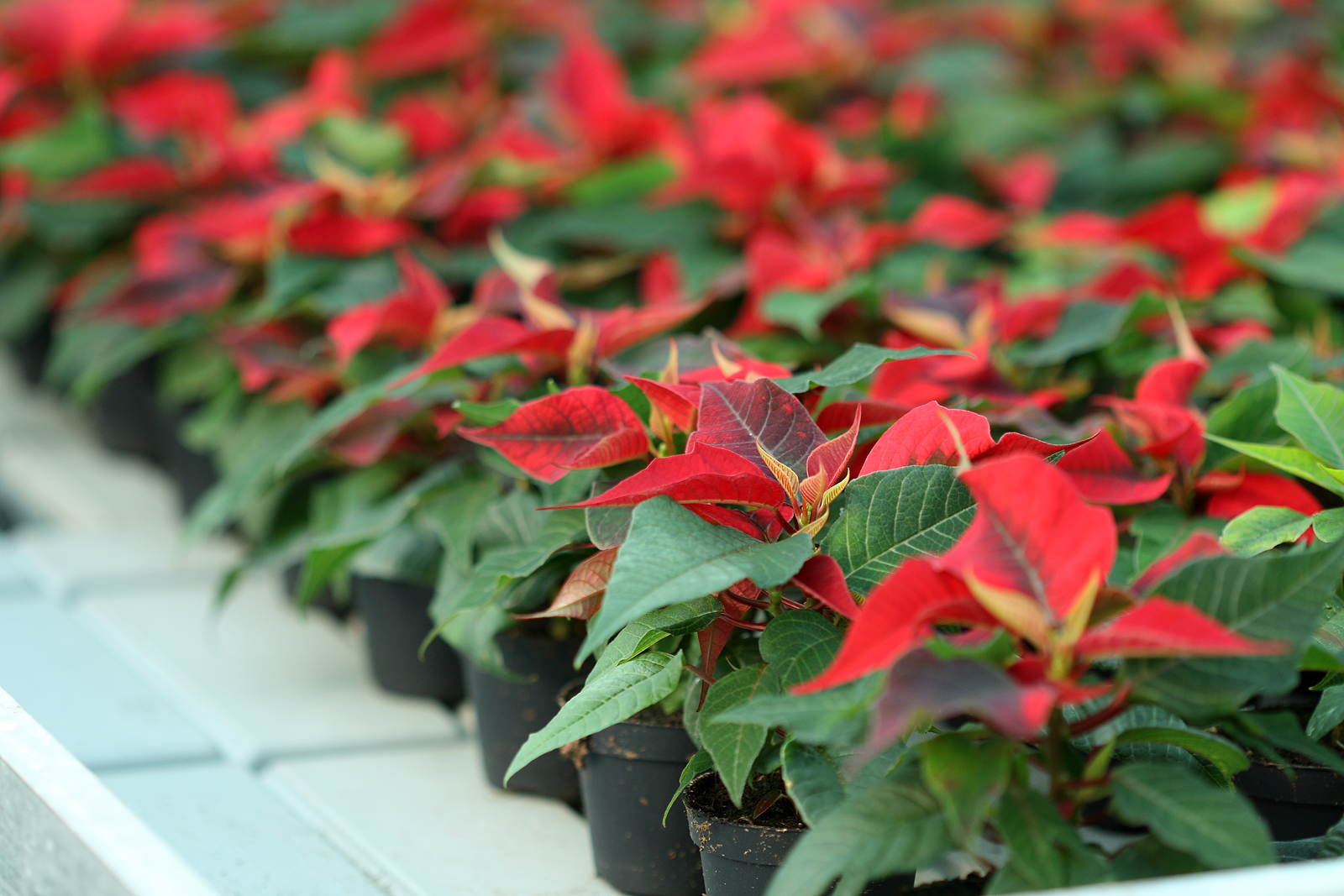 care instructions for poinsettia plants