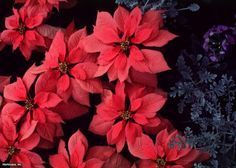 care instructions for poinsettia plants